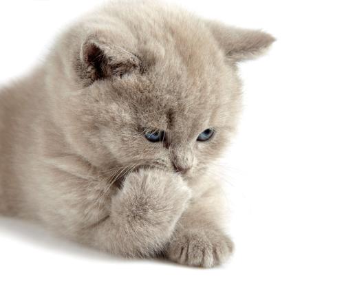 ձһ뾳߸ȾϷǳֵı¹ڲ